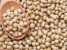 Soya Bean